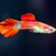 Partly Red Guppy