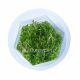 Rotala Hi Red - Tissue Culture Aquarium Plant