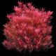 Rotala rotundifolia 'Blood red' (SG) - Tissue Culture Aquatic Plant