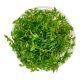 Rotala Rotundifolia Green - Tissue culture Aquatic Plant
