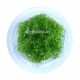 Rotala Rotundifolia Green - Tissue culture Aquatic Plant