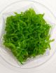 Rotala Rotundifolia Orange - Tissue Culture Aquarium Plant