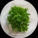 Staurogyne repens - Tissue Cultured Aquarium Plant