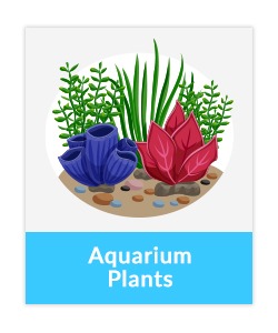 Indian aquarium plants