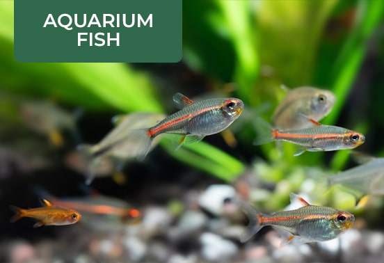 Buy Aquatic Plants & Aquarium Fishes