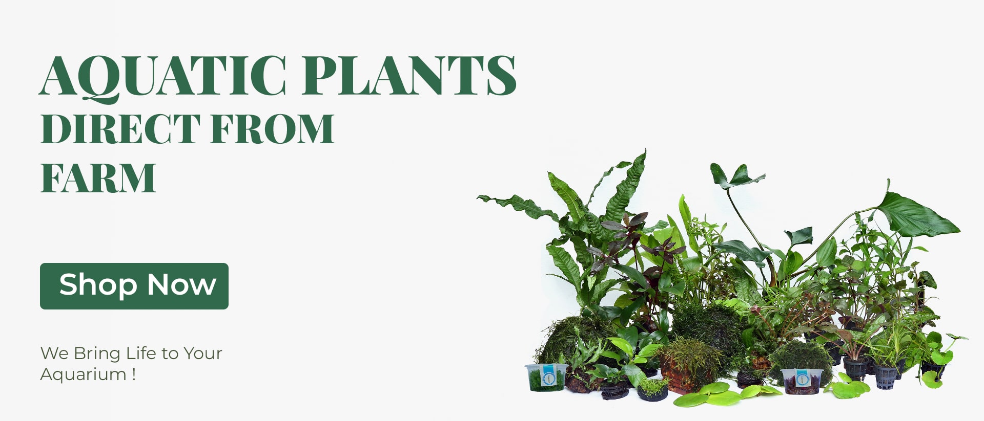 Buy_Aquatic_Plants_online