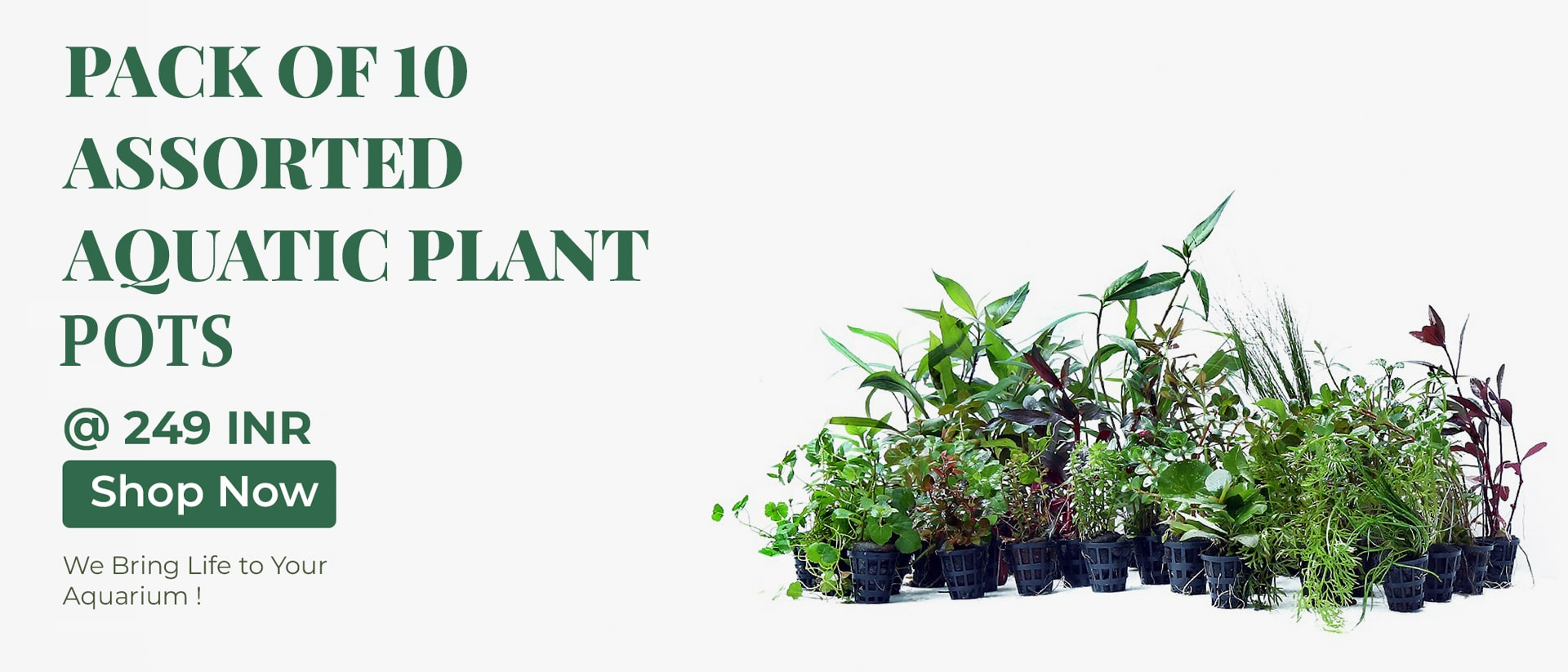 Buy_Assorted_Aquatic_Plants_Pots_online