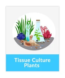 Tissue Cultured Aquatic Plants