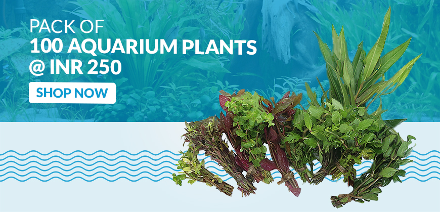 Aquarium Plants Combo Pack