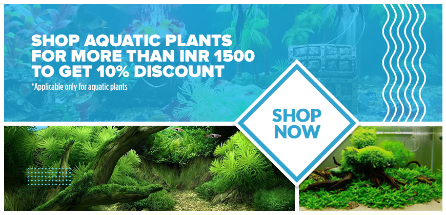 Aquarium Plants Discount