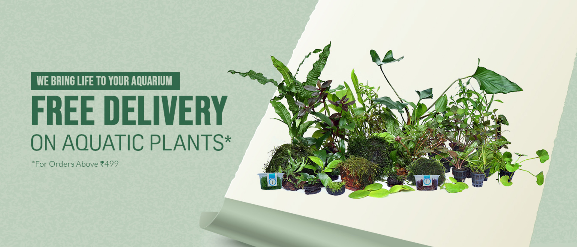 Buy Aquatic Plants & Aquarium Fish online