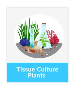 Tissue culture plants